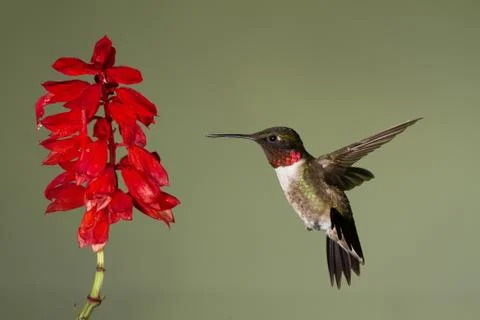 Ruby-Throated Hummingbird Stock Photos