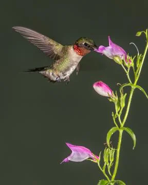 Ruby-Throated Hummingbird Foto stock