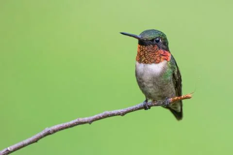 Ruby-throated Hummingbird Stock Photos