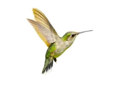 Ruby throated hummingbird. Stock Photos
