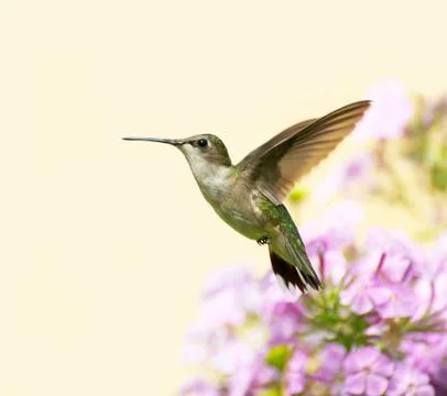 Ruby throated hummingbird. Stock Photos