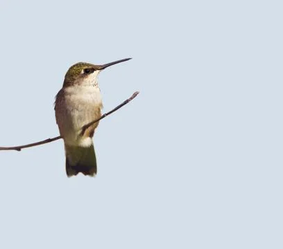 Ruby throated hummingbird. Stock Photos