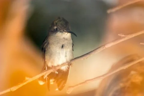 Ruby Throated Hummingbird Stock Photos