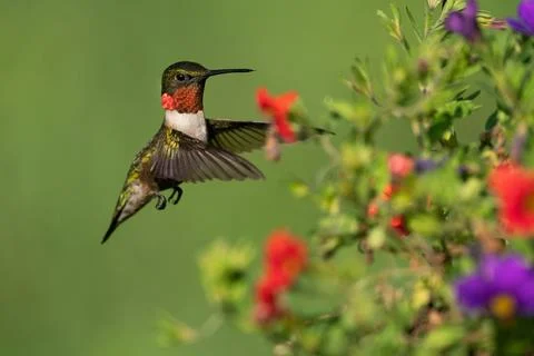 Ruby-throated Hummingbird Stock Photos