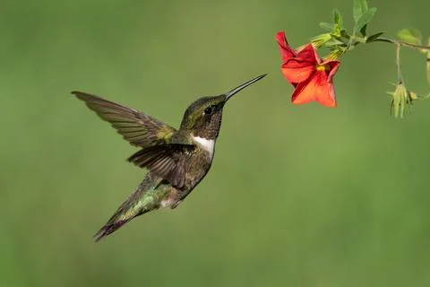 Ruby-throated Hummingbird Stock Photos