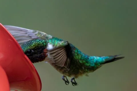Ruby Throated Hummingbird Stock Photos