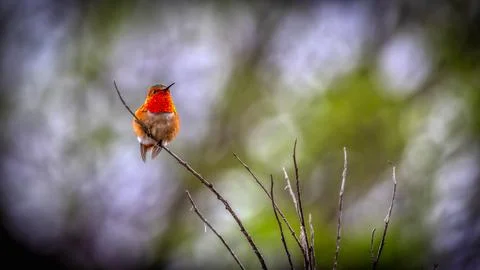 Ruby Throated Hummingbird Stock Photos