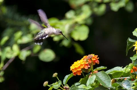 Ruby throated Hummingbird Stock Photos