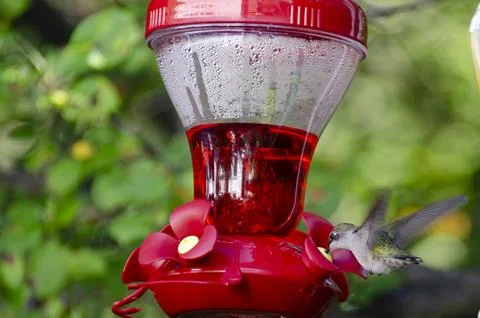 Ruby throated Hummingbird Foto stock