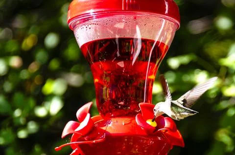 Ruby throated Hummingbird Stock Photos
