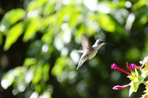 Ruby throated Hummingbird Foto stock