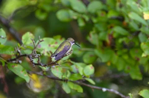 Ruby throated Hummingbird Stock Photos