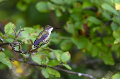 Ruby throated Hummingbird Foto stock