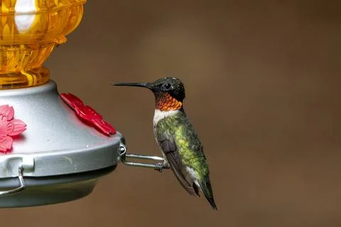 Ruby Throated Hummingbird Stock Photos