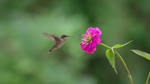 Ruby-Throated Hummingbird on Pink Zinnia Stock Footage 342655044