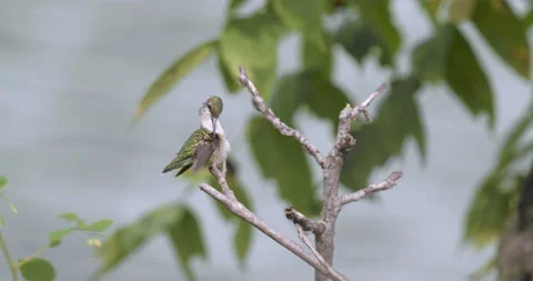 Ruby-Throated Hummingbird Preening on Perch, Bird Behavior, 4K Stock Footage 160624958