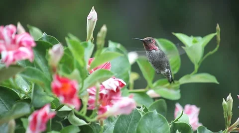 Ruby-throated hummingbird in red and white flowers Stock Footage 8507158