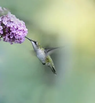 Ruby Throated Hummingbird Ruby Throated Hummingbird Female (Archilochus Co... Stock Photos