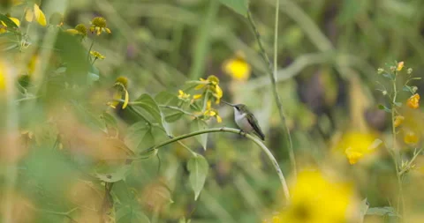 Ruby-Throated Hummingbird Shakes Wings While Perched Among Yellow Flowers, 4K Stock Footage 160624284