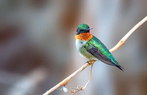 Ruby Throated Hummingbird showing off its necklace Stock Photos
