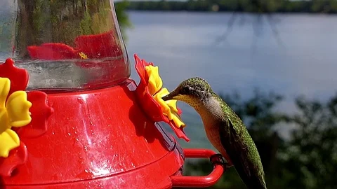 Ruby-throated hummingbird in slow motion drinks then flies away from lake perch. Stock-Footage 71351528