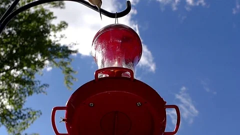 Ruby-throated hummingbird in slow motion filmed from below feeder. Video stock 71351575