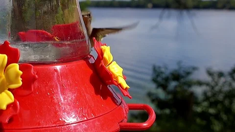 Ruby-throated hummingbird in slow motion flies in to feed on nectar by lake. Stock-Footage 71351770
