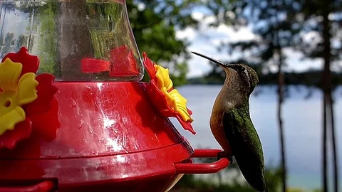 Ruby-throated hummingbird in slow motion by lake cocking head to look at camera. Video stock 71351786