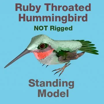 Ruby Throated HummingBird Standing Wings Folded 3D Model