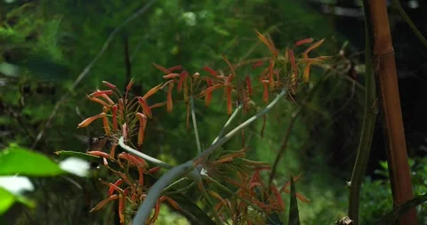Ruby throated Hummingbird sucks Aloe plant's orange trumpet flowers Stock Footage 137466172