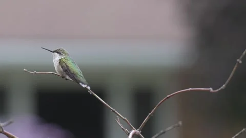 Ruby throated hummingbird takes to flight Stock Footage 283692385