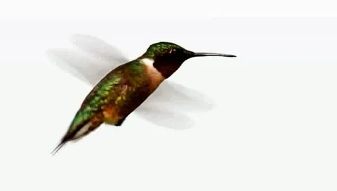 Ruby-throated Hummingbird on a white background Stock Footage 11140279