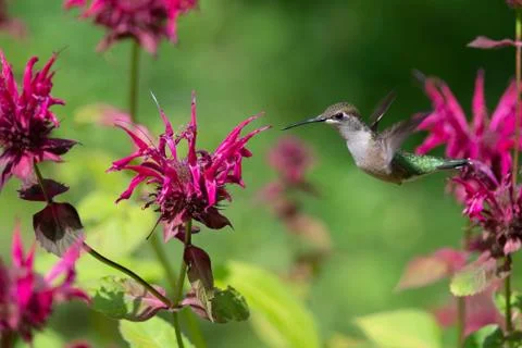 Ruby-throated hummingbird will Bee Balm flowers Stock Photos
