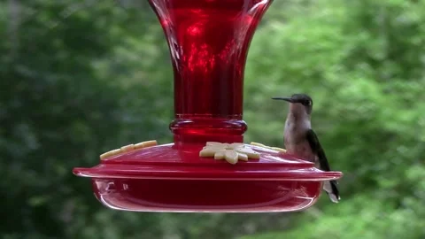 Ruby-throated Hummingbird01 Stock Footage 154531919