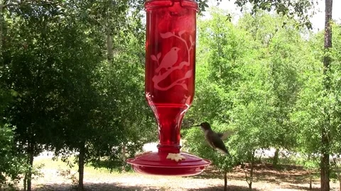 Ruby-Throated Hummingbird03 Stock Footage 154532364