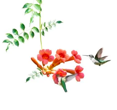 Ruby Throated Hummingbirds Hover Over Trumpet Vine on white background Foto stock