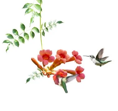 Ruby Throated Hummingbirds Hover Over Trumpet Vine on white background rub... 스톡 사진