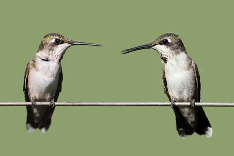 Ruby-throated hummingbirds Stock Photos