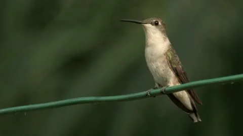 Ruby-throated Hummingbirds tangle over clothesline 스톡 동영상 22325386