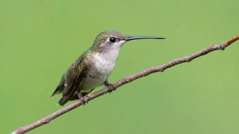 Ruby-throated Hummnigbird Foto stock