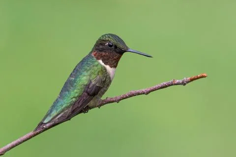 Ruby-throated Hummnigbird Stock Photos