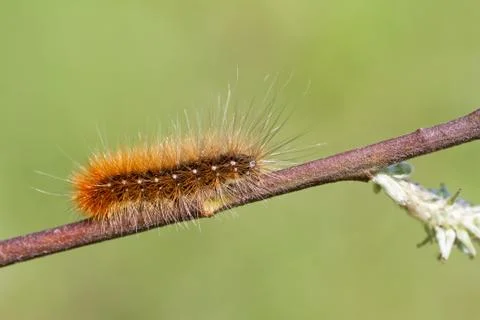 Ruby tiger on branch Stock Photos