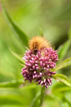 Ruby tiger - caterpillar - agrimony Stock Photos