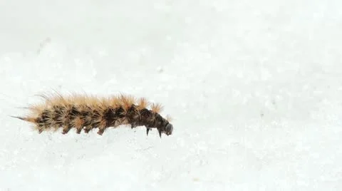 Ruby Tiger moth caterpillar Stock Footage 11060963