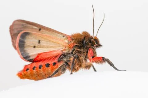 The Ruby Tiger , (Phragmatobia fuliginosa) Stock Photos