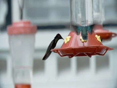 Ruby Topaz and White-Necked Jacobin Hummingbird Feed Slow Motion 2 스톡 동영상 79694554