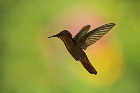 Ruby topaz (Chrysolampis mosquitus), hovering in the air, garden, caribean tr Stock Photos