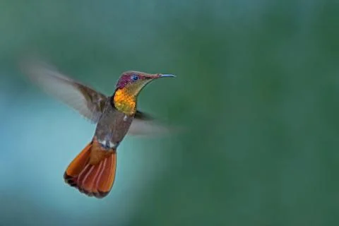 Ruby topaz (Chrysolampis mosquitus), hovering in the air, garden, caribean tr Stock Photos