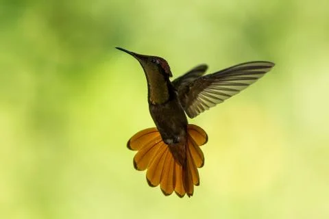 Ruby topaz (Chrysolampis mosquitus), hovering in the air, garden, caribean tr Stock Photos