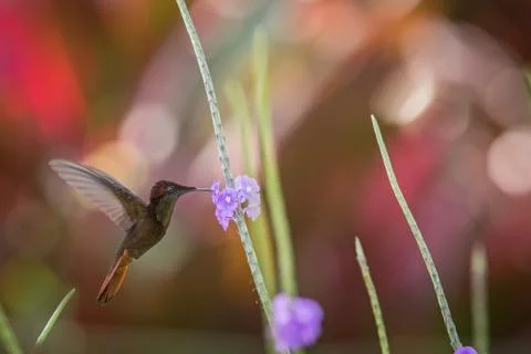 Ruby topaz (Chrysolampis mosquitus) hovering next to violet flower, bird in f Stock Photos
